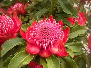 Festa da flor   2012