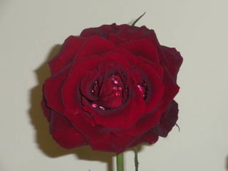 Festa da flor   2012