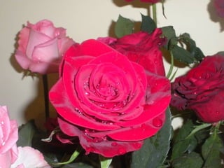 Festa da flor   2012