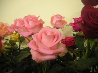 Festa da flor   2012
