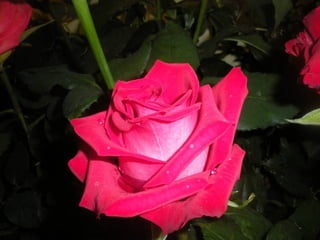 Festa da flor   2012
