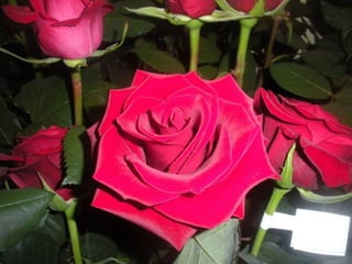 Festa da flor   2012