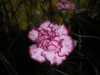 Festa da flor   2012