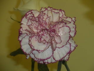 Festa da flor   2012