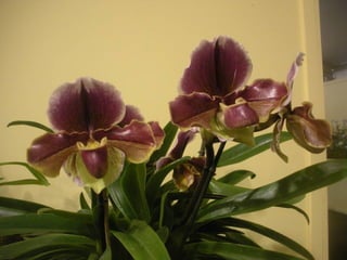 Festa da flor   2012