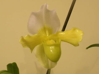 Festa da flor   2012