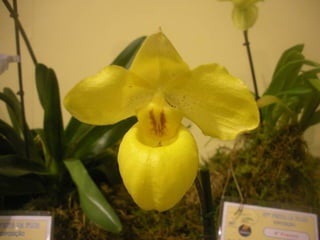 Festa da flor   2012