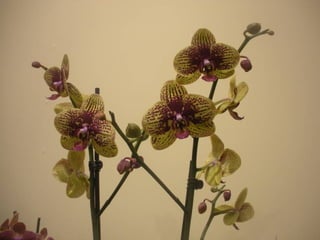 Festa da flor   2012