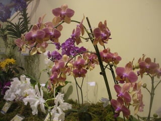 Festa da flor   2012