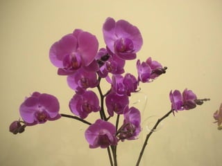 Festa da flor   2012