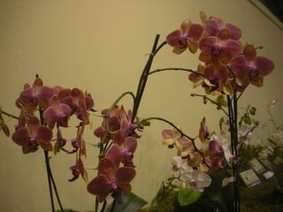 Festa da flor   2012