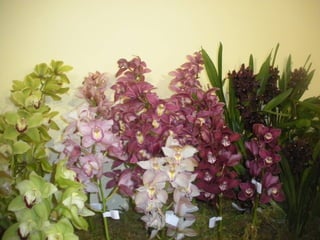 Festa da flor   2012