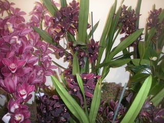 Festa da flor   2012