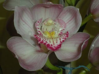 Festa da flor   2012