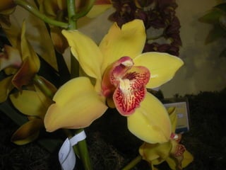Festa da flor   2012