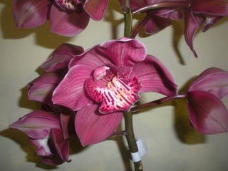 Festa da flor   2012