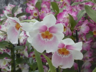 Festa da flor   2012