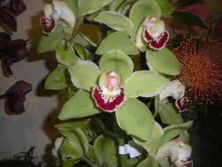 Festa da flor   2012