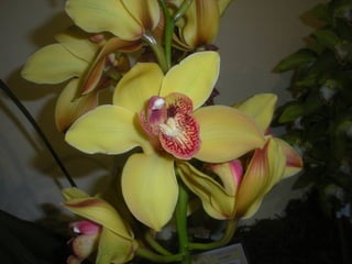 Festa da flor   2012