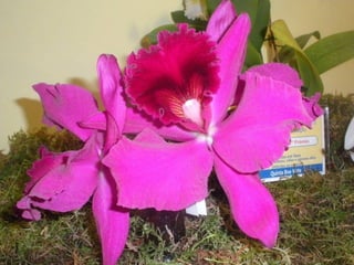 Festa da flor   2012