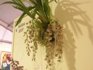 Festa da flor   2012