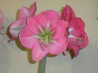 Festa da flor   2012
