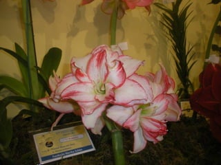 Festa da flor   2012
