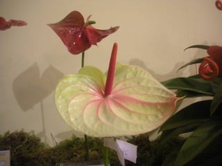 Festa da flor   2012