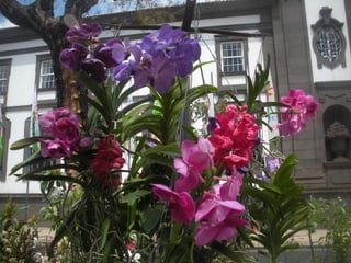 Festa da flor   2012