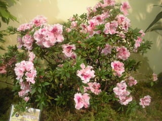 Festa da flor   2012