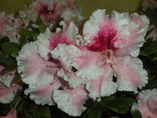 Festa da flor   2012
