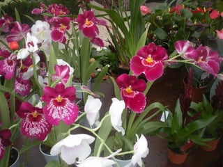 Festa da flor   2012