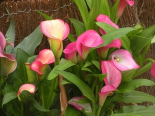 Festa da flor   2012