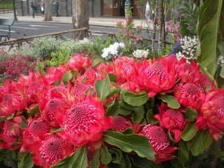 Festa da flor   2012