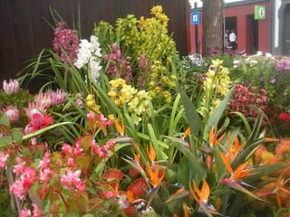 Festa da flor   2012