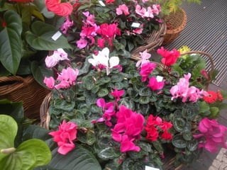 Festa da flor   2012