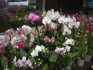 Festa da flor   2012