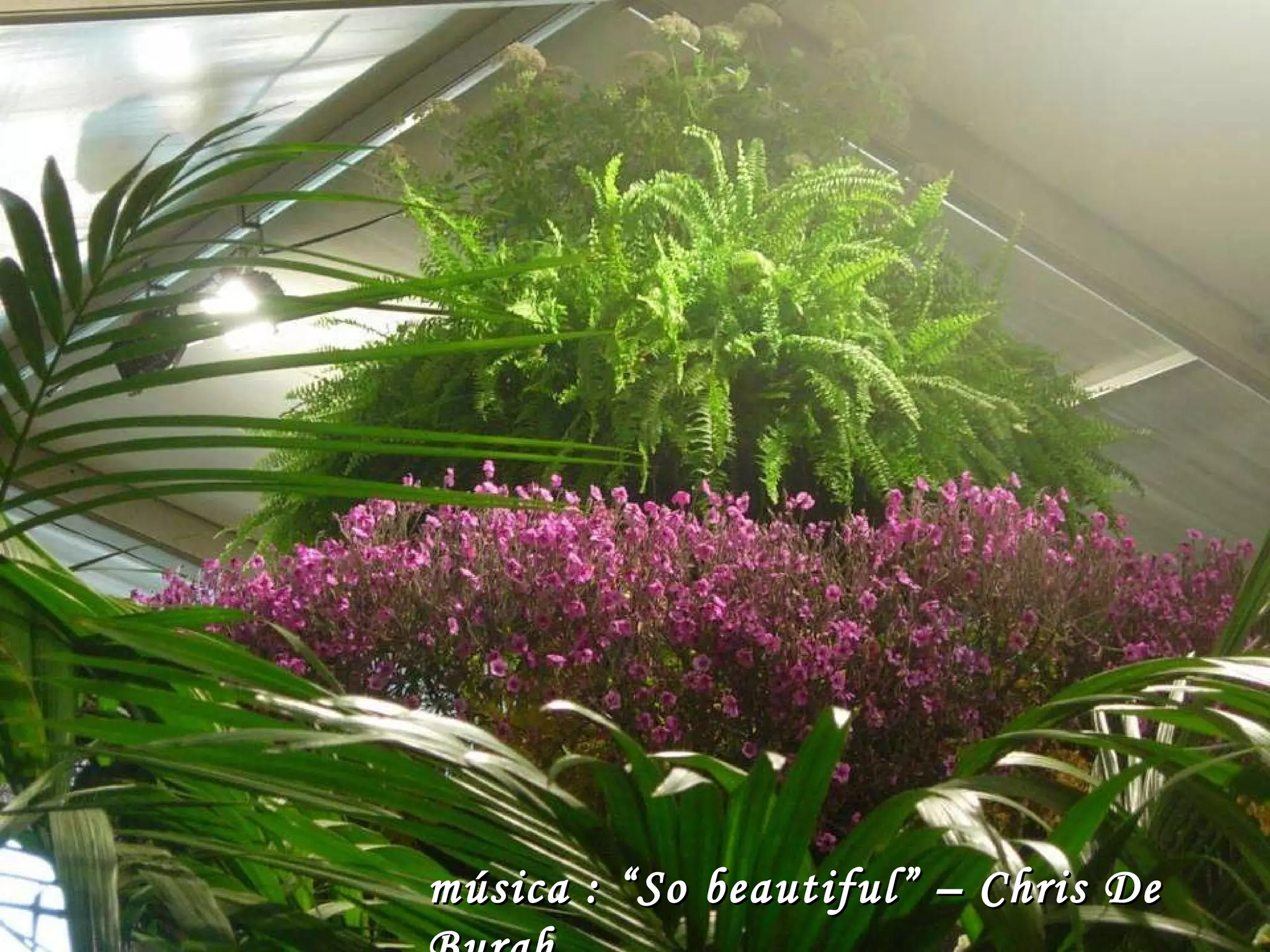 música : “So beautiful” – Chris De Burgh 