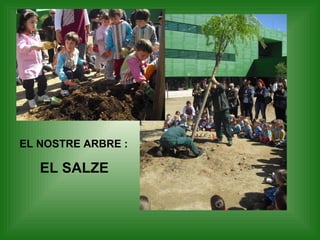 EL NOSTRE ARBRE :

   EL SALZE
 