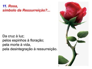 11. Rosa,
símbolo da Ressurreição?...
Da cruz à luz;
pelos espinhos à floração;
pela morte à vida,
pela desintegração à ressurreição.
 