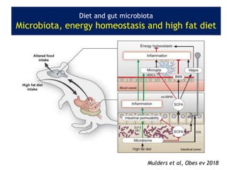 Diet and gut microbiota
Microbiota, energy homeostasis and high fat diet
Mulders et al, Obes ev 2018
 