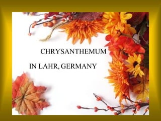 CHRYSANTHEMUM

IN LAHR, GERMANY
 