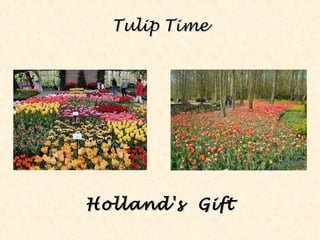 Tulip TimeTulip Time
Holland's GiftHolland's Gift
 