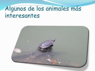 Algunos de los animales más
interesantes
 
