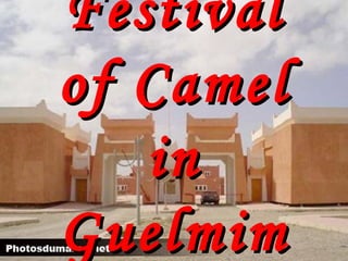 Festival of Camel in   Guelmim 