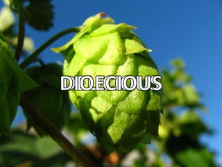 DELICIOUSDIOECIOUS