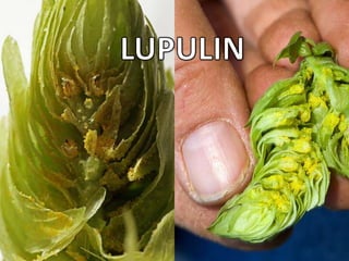 LUPULIN