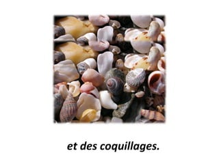 et des coquillages. 
