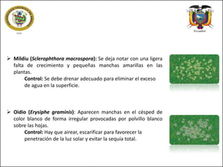  Mildiu (Sclerophthora macrospora): Se deja notar con una ligera
falta de crecimiento y pequeñas manchas amarillas en las
plantas.
Control: Se debe drenar adecuado para eliminar el exceso
de agua en la superficie.

 Oidio (Erysiphe graminis): Aparecen manchas en el césped de
color blanco de forma irregular provocadas por polvillo blanco
sobre las hojas.
Control: Hay que airear, escarificar para favorecer la
penetración de la luz solar y evitar la sequía total.

 