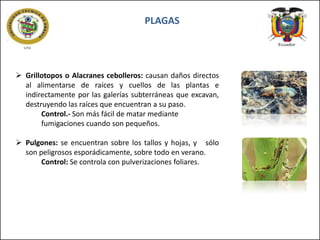 PLAGAS

 Grillotopos o Alacranes cebolleros: causan daños directos
al alimentarse de raíces y cuellos de las plantas e
indirectamente por las galerías subterráneas que excavan,
destruyendo las raíces que encuentran a su paso.
Control.- Son más fácil de matar mediante
fumigaciones cuando son pequeños.
 Pulgones: se encuentran sobre los tallos y hojas, y sólo
son peligrosos esporádicamente, sobre todo en verano.
Control: Se controla con pulverizaciones foliares.

 